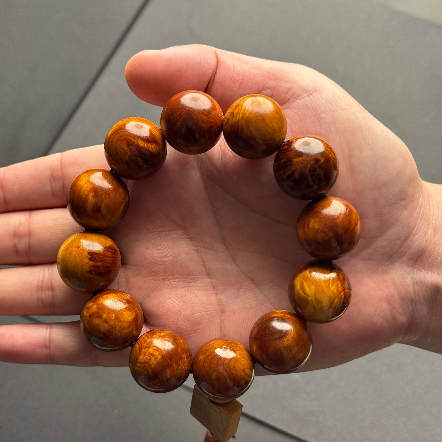 太行山 崖柏（たいこうざん・がいはく）2.0